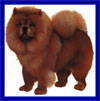 Click here for more detailed Chow Chow breed information and available puppies, studs dogs, clubs and forums